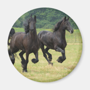 Íman Ímã de galope dos cavalos do frisão