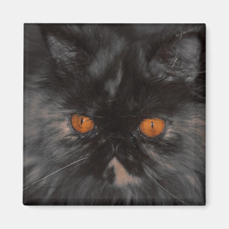Íman ímã de Gatinho de salvamento