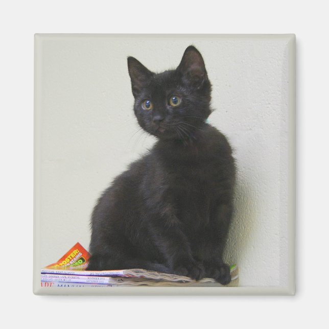 Íman Ímã de Gatinho Preto Fofo (Frente)