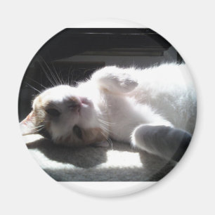 Íman ímã de gato