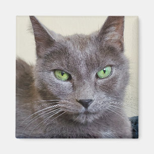 Íman imã de gato Cinza