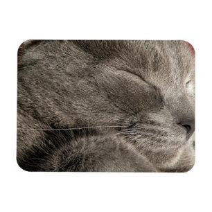 Íman imã de gato cinza