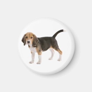 Íman Ímã de Geladeira Cachorrinho Beagle Amor