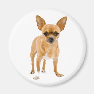 Íman Ímã de Geladeira Cachorrinho Chihuahua