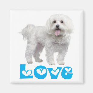 Íman Ímã de Geladeira Cachorrinho Maltês Branco Amor
