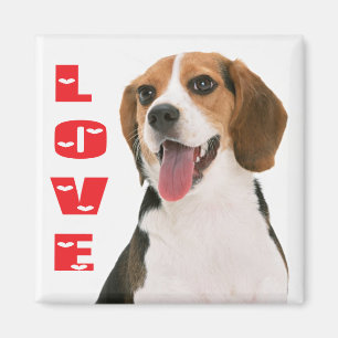 Íman Ímã de Geladeira Cachorro Beagle Fofinho