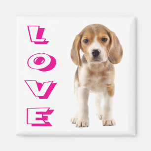 Íman Ímã de Geladeira Cachorro Beagle Fofinho