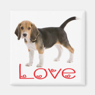 Íman Ímã de Geladeira Cachorro Beagle Fofinho