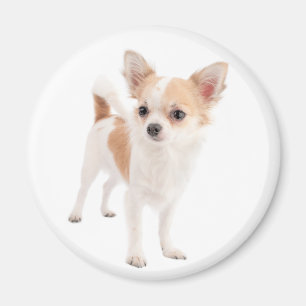 Íman Ímã de Geladeira Cachorro Chihuahua Filhote Amor