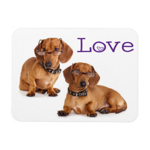 Íman Ímã de Geladeira Cachorro Dachshund Filhote