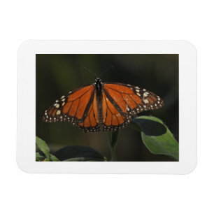 Íman Ímã de Geladeira com Foto da Borboleta Laranja na