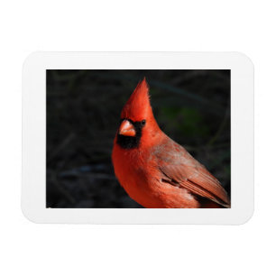 Íman Ímã de Geladeira com Foto do Pássaro Vermelho Card