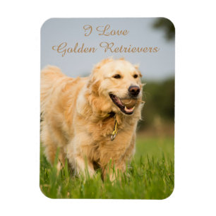 Íman imã de geladeira com o Ouro Retriever e Slogan
