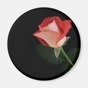 Íman Imã de geladeira da rosa vermelha