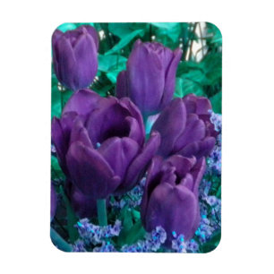 Íman Imã de geladeira das Tulipas Roxas Escuras