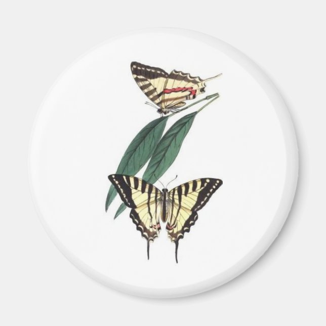 Íman Imã de geladeira de aves exótica (Frente)