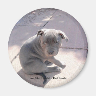 Íman Imã de geladeira de Blue Staffordshire Bull Terrie
