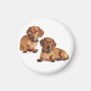 Íman Imã de geladeira de Cachorro Dachshund