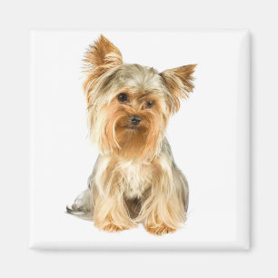 Íman Imã de geladeira de Cachorro do Yorkshire Terrier