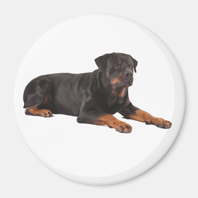 ÍMAN IMÃ DE GELADEIRA DE CACHORRO ROTTWEILER (Frente)