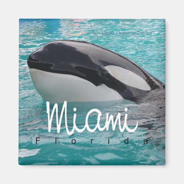 Íman Imã de geladeira de Foto de Baleia Orca em Miami F (Frente)