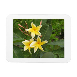 Íman Ímã de Geladeira de Foto de Flor Tropical Plumeria