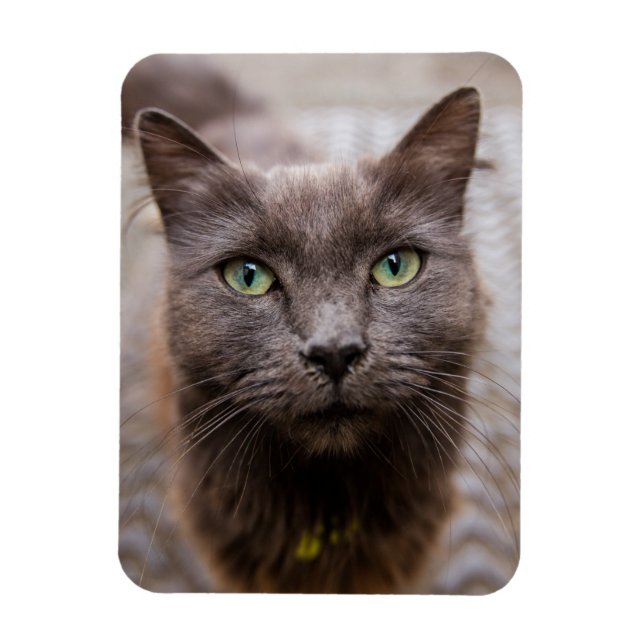 Íman Imã de geladeira de gatinho (Vertical)