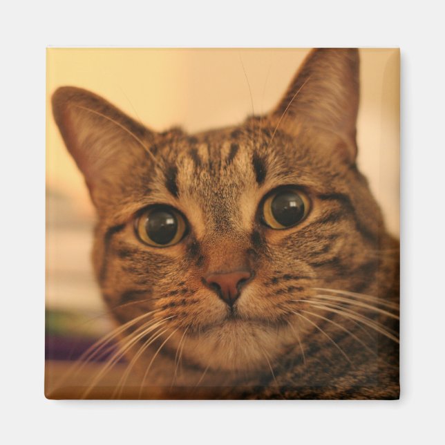 Íman Imã de geladeira de gato (Frente)