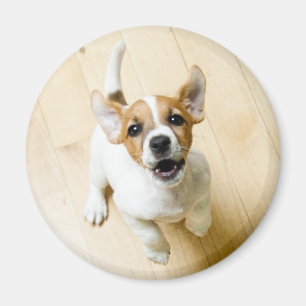 Íman Imã de geladeira de Jack Russel Terrier