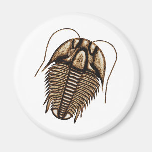 Íman Imã de geladeira de Trilobite