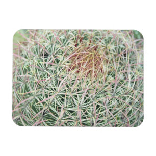 Íman Imã de geladeira Decorativa Do Cactus, Em Rodovia