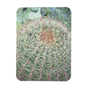 Íman Imã de geladeira Decorativa do Cactus Rodoso Rosa