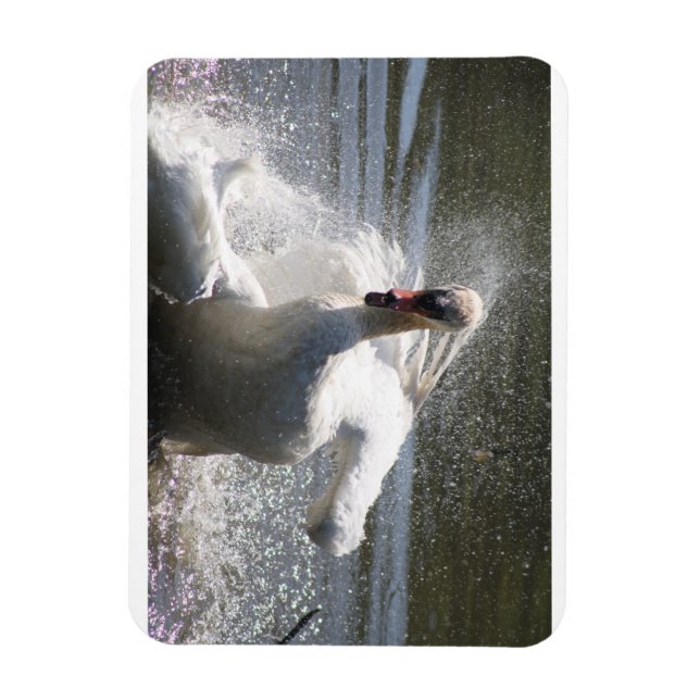 Íman Imã de geladeira do Cisne (Vertical)