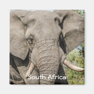 Íman Imã de geladeira do elefante - África do Sul