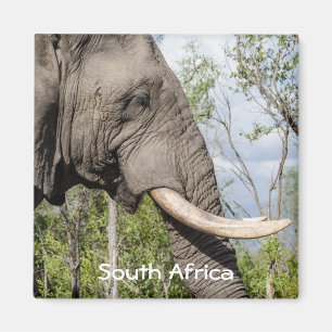Íman Imã de geladeira do elefante - África do Sul