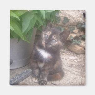 Íman Imã de geladeira do gato do gatinho