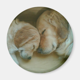 Íman Imã de geladeira do golden retriever