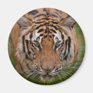 Íman Imã de geladeira do tigre de Tailândia