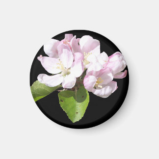 Íman Ímã de Geladeira Flor de Maçã na Primavera Redondo