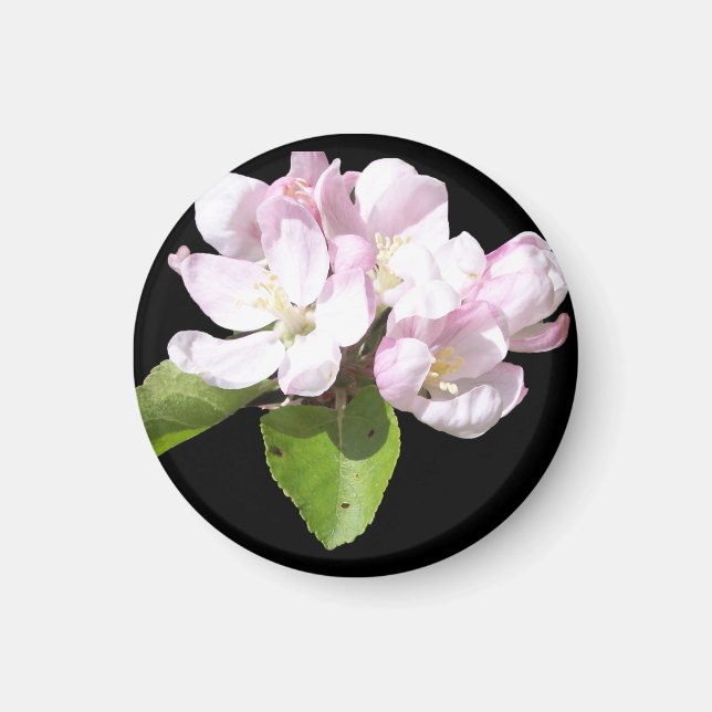 Íman Ímã de Geladeira Flor de Maçã na Primavera Redondo (Frente)