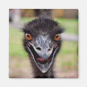 Íman Imã de geladeira insolente do Emu
