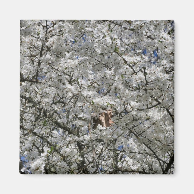 Íman Imã de geladeira Mirabelle Blossom (Frente)
