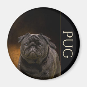 Íman Imã de geladeira preta do Pug