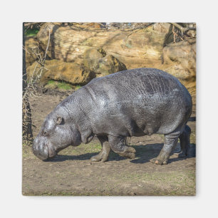 Íman imã de geladeira Pygmy Hippo