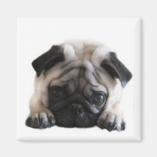 Íman Imã de geladeira quadrada dos Pugs de SweetPea