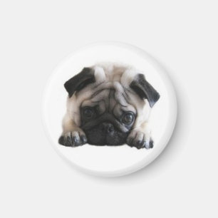 Íman Imã de geladeira redonda dos Pugs de SweetPea