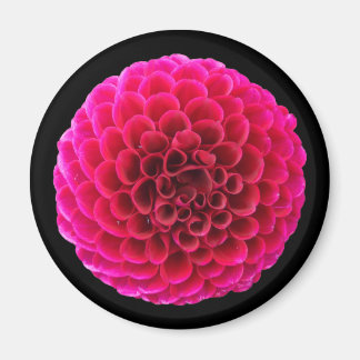 Íman Ímã de Geladeira Redondo Flor de Dália Rosa Presen