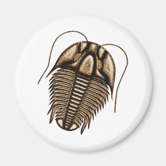 Íman Imã de geladeira Trilobite