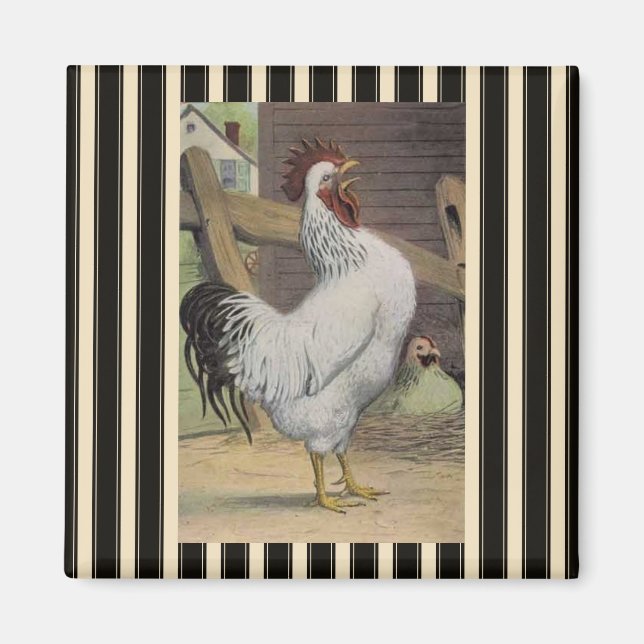 Íman Imã de geladeira White Rooster de França (Frente)