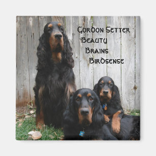 Íman Ímã de Gerações de Gordon Setter